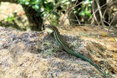 Sardinien_016