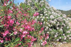 Sardinien_103
