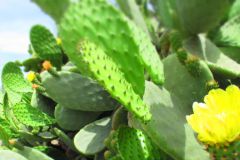 Sardinien_032